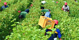 Migranti, Mercuri: “La regolarizzazione è una soluzione parziale al problema della carenza manodopera, servono misure urgenti”